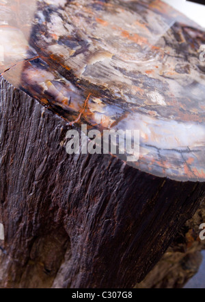 Querschnittansicht der versteinerten Log - Arizona, USA Stockfoto
