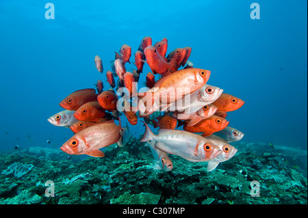 Schulzeit großes Auge oder Glasauge Schnapper, Heteropriacanthus Cruentatus, Sodwana Bay, Südafrika, Indischer Ozean Stockfoto