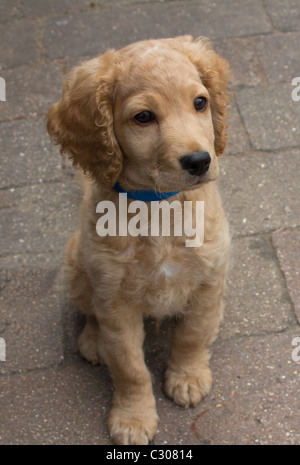 Hunde - 11 Wochen alte süße Cockapoo Welpen Stockfoto