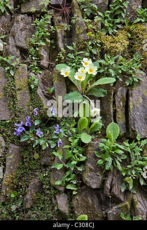 Primel, Primula Vulgaris mit lila violett Viola Wildblumen in traditionelle Trockenmauer in Cornwall, England, UK Stockfoto