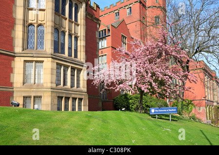 Blüte Baum durch die Rotunde, Firth Gericht, University of Sheffield, Sheffield, South Yorkshire, England, UK. Stockfoto