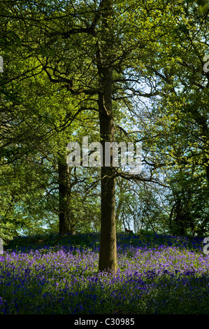 Glockenblumen in Wäldern. Stockfoto