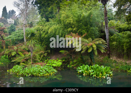 Der tropische Garten mit exotischen Pflanzen an die verlorenen Gärten von Heligan touristische Attraktion, Cornwall, England, UK Stockfoto