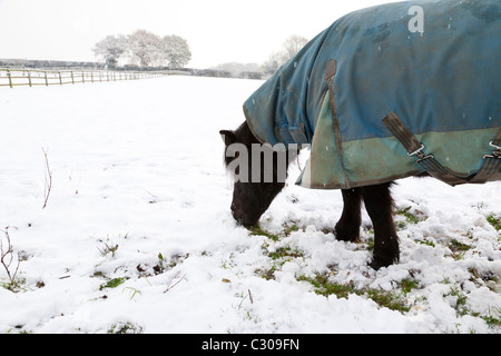 Ein Winter-Szene von einem schwarzen Pony in eine blaue weiche Wolldecke auf der Suche nach Rasen in einem schneebedeckten Feld Stockfoto