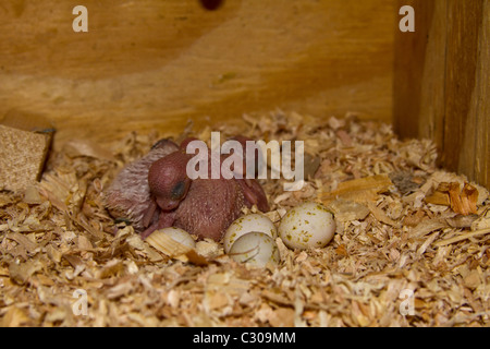 BabyVögel im Nistkasten. Englische Wellensittiche Stockfotografie Alamy