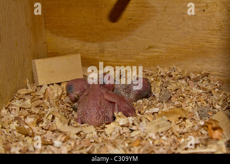 BabyVögel im Nistkasten. Englische Wellensittiche Stockfotografie Alamy