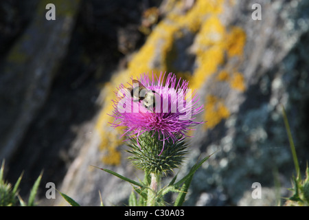 Biene auf Distel Stockfoto