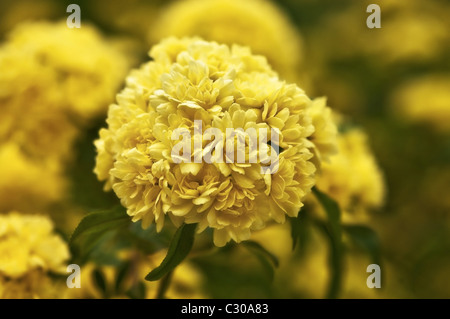 Eine Ansammlung von Blüten auf eine Dame Banken oder Grabstein, Rosenbusch. Stockfoto