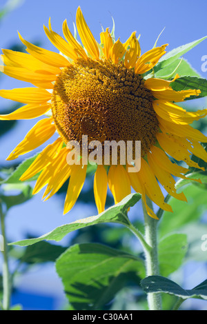 Eine große gelbe Sonnenblume mit einem blauen Himmelshintergrund Stockfoto