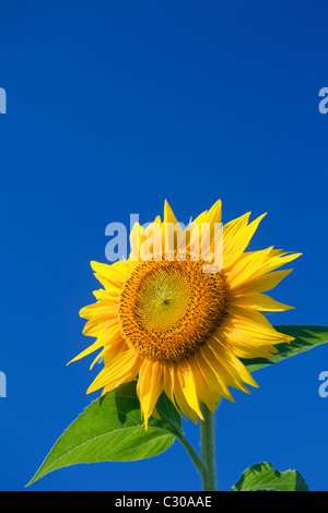 Eine große gelbe Sonnenblume mit einem blauen Himmelshintergrund Stockfoto