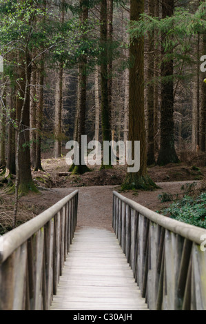 Holzbrücke führt zu einem dunklen Wald von Lärchen, wie in einer Szene im Game of Thrones enthalten Stockfoto