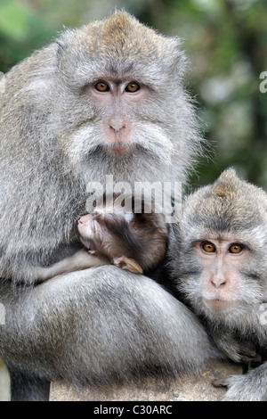 Long-tailed Macaque, Macaca Fascicularis, drei Affen, Indonesien, März 2011 Stockfoto
