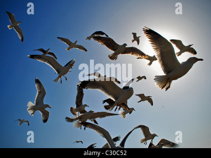 Herde von Möwen im Flug Stockfoto