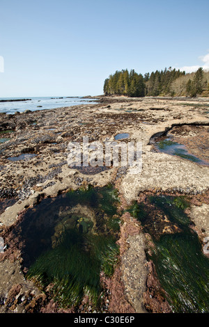 Botanical Beach. Vancouver Island, BC, Kanada. Stockfoto