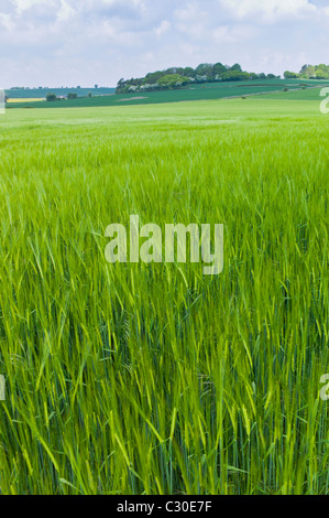 Gerste Ernte in der Landschaft am Asthall, Cotswolds, Oxfordshire, Vereinigtes Königreich Stockfoto