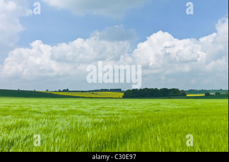 Gerste Ernte in der Landschaft am Asthall, Cotswolds, Oxfordshire, Vereinigtes Königreich Stockfoto