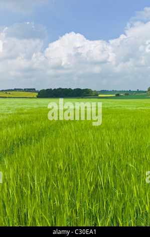 Gerste Ernte in der Landschaft am Asthall, Cotswolds, Oxfordshire, Vereinigtes Königreich Stockfoto