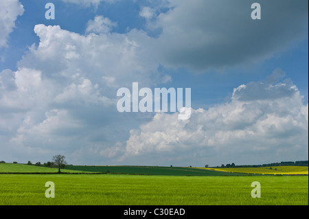 Gerste Ernte in der Landschaft am Asthall, Cotswolds, Oxfordshire, Vereinigtes Königreich Stockfoto