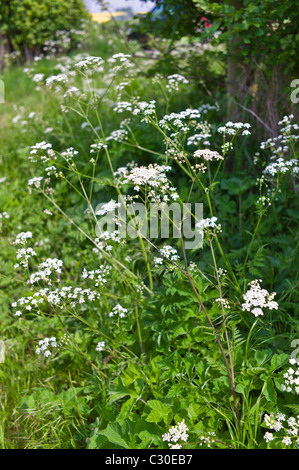 Kuh Petersilie Wildblumen in Hecke, Asthall, die Cotswolds, Oxfordshire, Vereinigtes Königreich Stockfoto