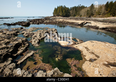 Botanical Beach. Vancouver Island, BC, Kanada. Stockfoto