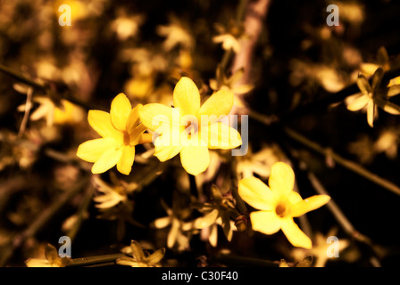 gelbe Primeln im Frühjahr Stockfoto