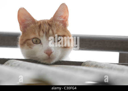 Neugierig Ingwer Kater auf der Suche nach unten Stockfoto
