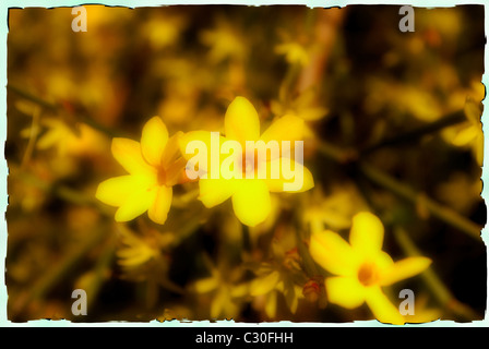 gelbe Primeln im Frühjahr Stockfoto