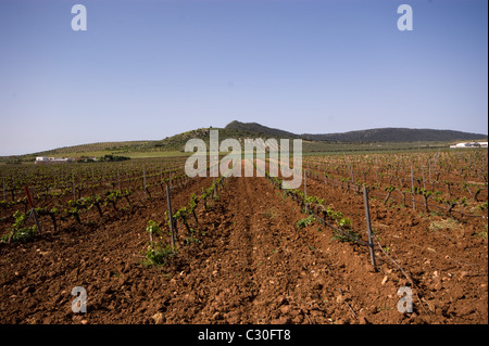 Neu GEPFLANZTEN WEINBERG VON JUNGEN REBEN IM FRÜHJAHR in der Nähe von antequera ANDALUSIEN SPANIEN MIT EINEM OLIVENHAIN IN DER NÄHE DER HÜGEL Stockfoto