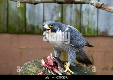 Der Wanderfalke Falco Peregrinus auf einem frisch erlegten Vogel Fütterung. Duck Hawk.  Schnellste Tier im Tierreich. Stockfoto