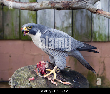 Der Wanderfalke Falco Peregrinus auf einem frisch erlegten Vogel Fütterung. Duck Hawk.  Schnellste Tier im Tierreich. Stockfoto