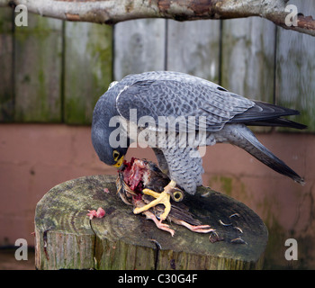 Der Wanderfalke Falco Peregrinus auf einem frisch erlegten Vogel Fütterung. Duck Hawk.  Schnellste Tier im Tierreich. Stockfoto