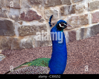 Indischen Pfauen oder blaue Pfauen Pavo Cristatus. Der Pfau ist der Nationalvogel von Indien. Stockfoto