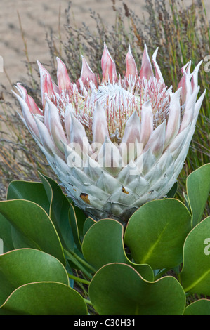 Königsprotea (Protea Cynaroides) Blumen Kirstenbosch National Botanical Garden Kapstadt Western Cape Südafrika Stockfoto