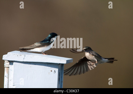 Baumschwalbe fliegt zum Nest Box Mate wartet Stockfoto