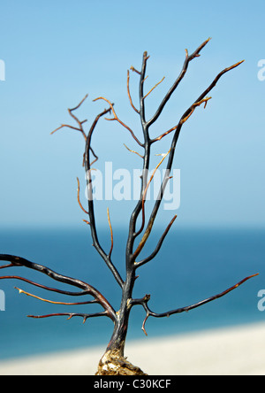 Algen-Niederlassung finden Sie auf Chesil Beach in Dorset ausgetrocknet Stockfoto