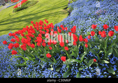 Palmeria Square in Brighton und Hove im Frühling mit roten Tulpen und kleine blaue Blumen Vergissmeinnicht, East Sussex, England Stockfoto