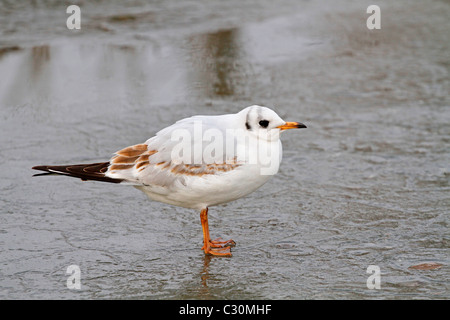 Juvenilen Lachmöwe - Chroicocephalus ridibundus Stockfoto