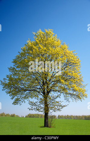 Einsamer Baum auf der grünen Wiese am blauen Himmelshintergrund Stockfoto