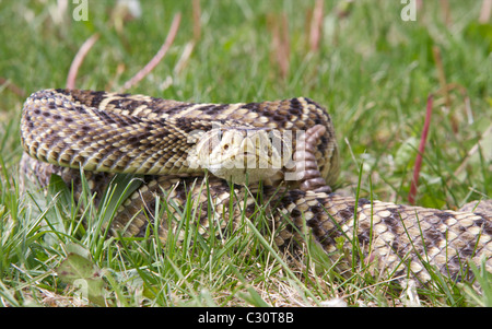 Ein Eastern Diamondback Klapperschlange in eine defensive Haltung bereit, zuzuschlagen, mit seiner Rassel neben seinen Kopf. Stockfoto