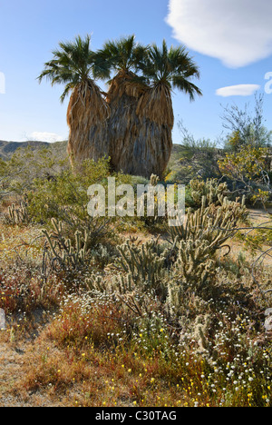Ansicht der Anza Borrego Desert State Park. Stockfoto