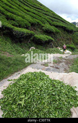 Frisch gepflückten Tee bei Boh-Teeplantage in Cameron Highlands. Brinchang, Cameron Highlands, Pahang, Malaysia, Süd-Ost-Asien, Stockfoto