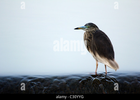 Indischen Teich Heron warten auf eine Mahlzeit Stockfoto