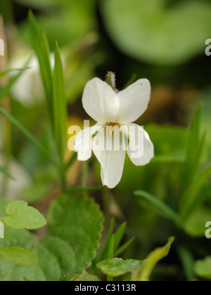 Sweet Violet, Viola odorata Stockfoto