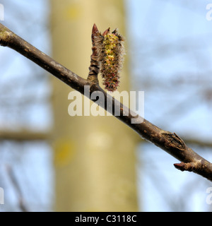 Espe männliche Catkin, Populus tremula Stockfoto