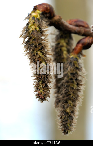 Espe männliche Kätzchen, Populus tremula Stockfoto