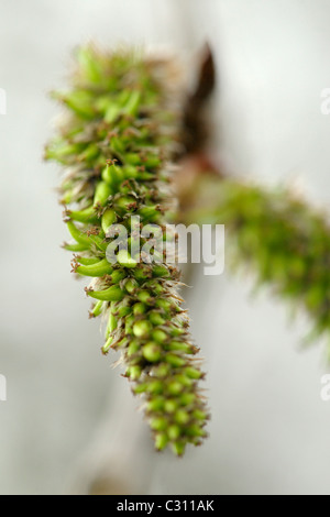 Aspen Früchte, Populus tremula Stockfoto