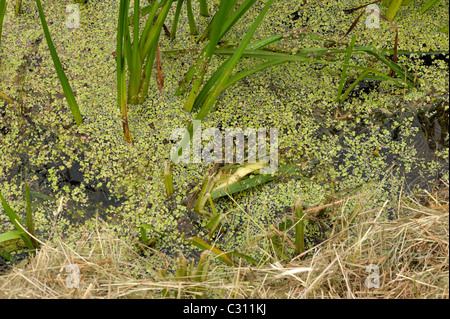 Wurden Stockfoto