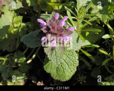 Red Dead-Brennessel, Lamium purpureum Stockfoto