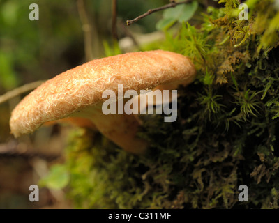 Wolligen Milch Cap, Lactarius torminosus Stockfoto