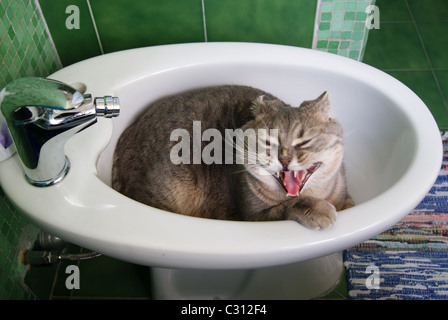 Junge pedigreed Katze grau gestreift schlafen in das bidet Stockfoto